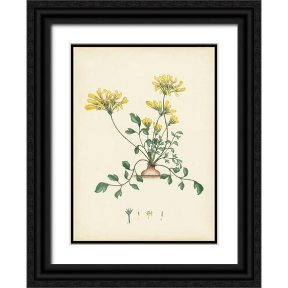 Unknown 14x18 Black Ornate Wood Framed with Double Matting Museum Art Print Titled - Splendors of Botany VIII