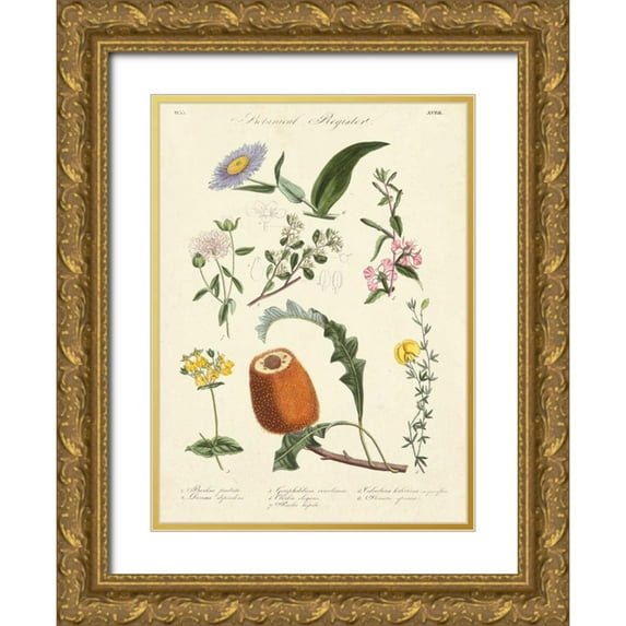 Unknown 14x18 Gold Ornate Wood Framed with Double Matting Museum Art Print Titled - Botanical Register II
