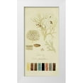 thumbnail image 1 of Unknown 14x24 White Modern Wood Framed Museum Art Print Titled - Species of Lichen IV, 1 of 4
