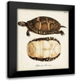 thumbnail image 1 of Unknown 15x18 Black Modern Framed Museum Art Print Titled - Antique Turtles and Shells IV, 1 of 5