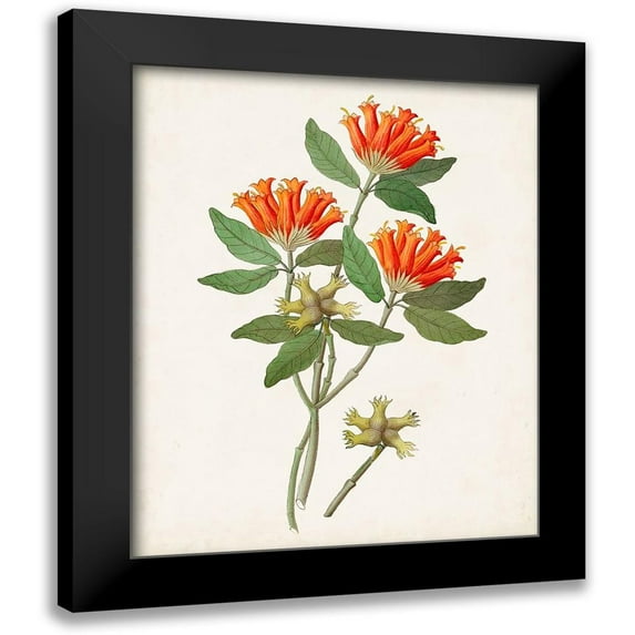 Unknown 15x18 Black Modern Framed Museum Art Print Titled - Botanical of the Tropics V