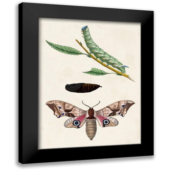 Unknown 15x18 Black Modern Framed Museum Art Print Titled - Caterpillar and Moth IV
