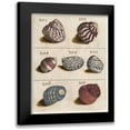 thumbnail image 1 of Unknown 15x18 Black Modern Framed Museum Art Print Titled - Shell Collection II, 1 of 5