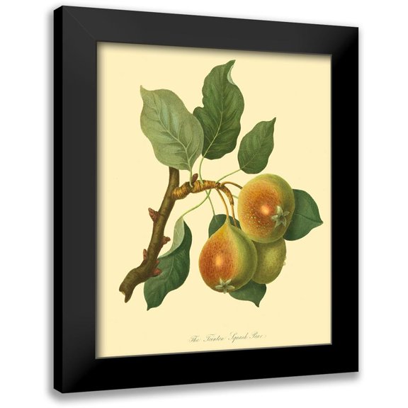 Unknown 15x18 Black Modern Framed Museum Art Print Titled - The Teinton Squash Pear