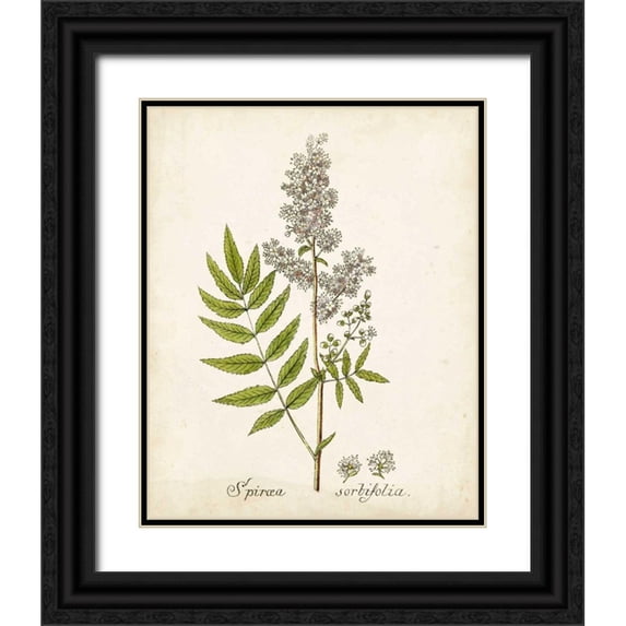 Unknown 15x18 Black Ornate Wood Framed with Double Matting Museum Art Print Titled - Antique Herb Botanical III