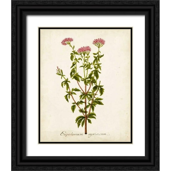 Unknown 15x18 Black Ornate Wood Framed with Double Matting Museum Art Print Titled - Antique Herb Botanical I