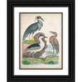 thumbnail image 1 of Unknown 15x18 Black Ornate Wood Framed with Double Matting Museum Art Print Titled - Antique Heron and Waterbirds I, 1 of 4