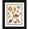 thumbnail image 1 of Unknown 15x18 Black Ornate Wood Framed with Double Matting Museum Art Print Titled - Antique Shell Collection II, 1 of 4