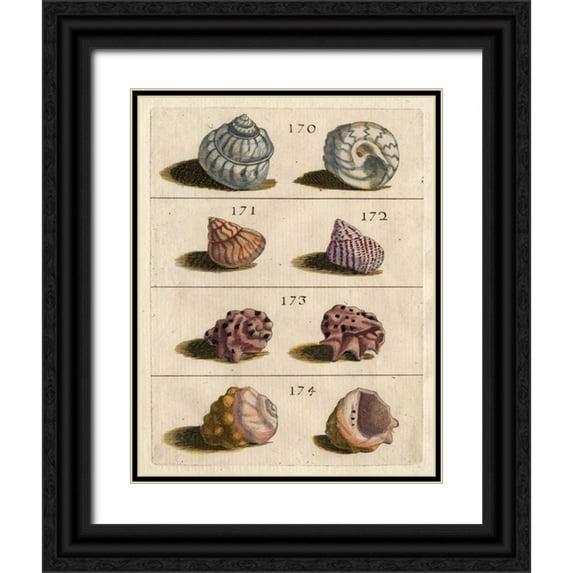 Unknown 15x18 Black Ornate Wood Framed with Double Matting Museum Art Print Titled - Shell Collection IV