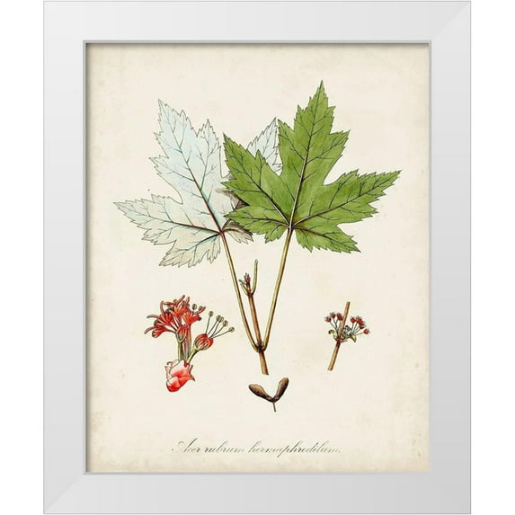 Unknown 15x18 White Modern Wood Framed Museum Art Print Titled - Antique Tree Study I