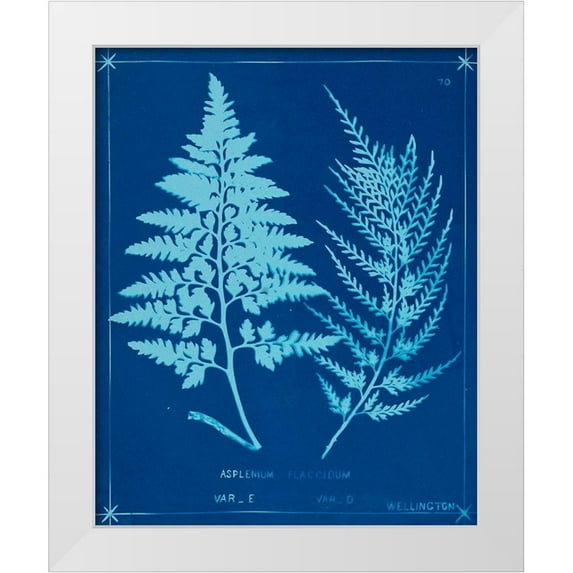 Unknown 15x18 White Modern Wood Framed Museum Art Print Titled - Cyanotype Ferns V