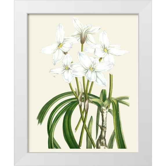 Unknown 15x18 White Modern Wood Framed Museum Art Print Titled - Les Fleurs Blanches III