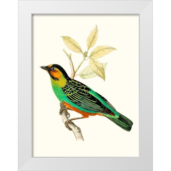 Unknown 15x18 White Modern Wood Framed Museum Art Print Titled - On Perch VI