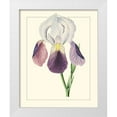 thumbnail image 1 of Unknown 15x18 White Modern Wood Framed Museum Art Print Titled - Purple Irises I, 1 of 4
