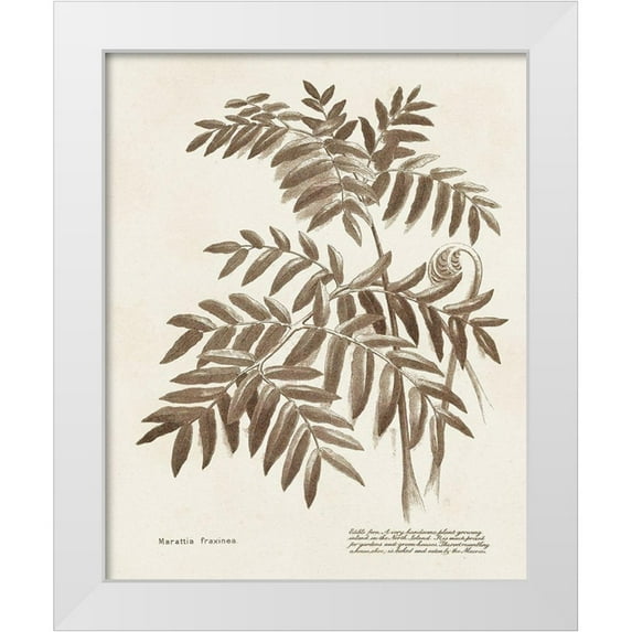 Unknown 15x18 White Modern Wood Framed Museum Art Print Titled - Sepia Fern Varieties II