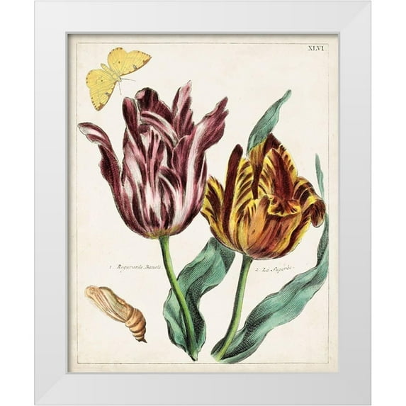 Unknown 15x18 White Modern Wood Framed Museum Art Print Titled - Tulip Classics II