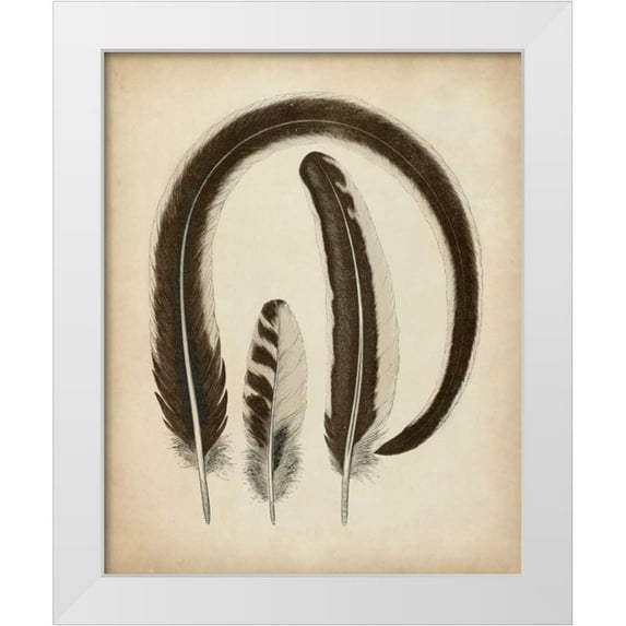 Unknown 15x18 White Modern Wood Framed Museum Art Print Titled - Vintage Feathers III