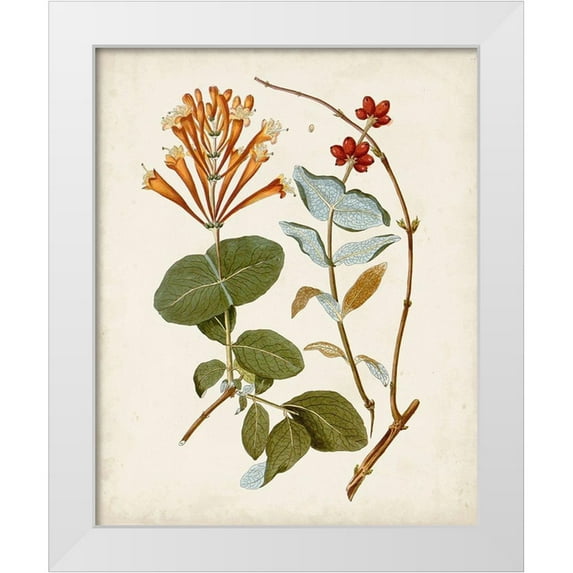 Unknown 15x18 White Modern Wood Framed Museum Art Print Titled - Vintage Flowering Trees IV