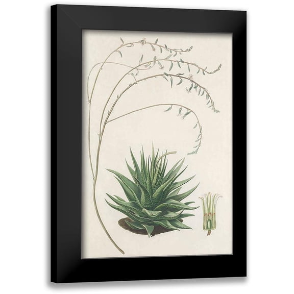 Unknown 17x24 Black Modern Framed Museum Art Print Titled - Agave Plant II