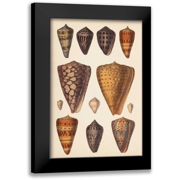 Unknown 17x24 Black Modern Framed Museum Art Print Titled - Antique Cone Shells I
