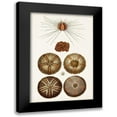 thumbnail image 1 of Unknown 17x24 Black Modern Framed Museum Art Print Titled - Coastal Curiosity IV, 1 of 5