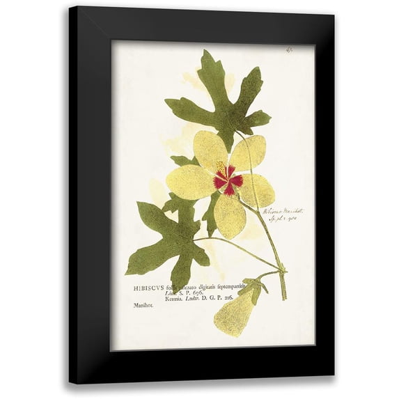 Unknown 17x24 Black Modern Framed Museum Art Print Titled - Nature Printed Botanicals XII
