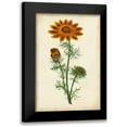 thumbnail image 1 of Unknown 17x24 Black Modern Framed Museum Art Print Titled - Vibrant Curtis Botanicals I, 1 of 5