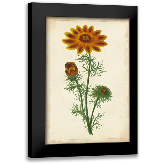 Unknown 17x24 Black Modern Framed Museum Art Print Titled - Vibrant Curtis Botanicals I