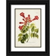 thumbnail image 1 of Unknown  17x24 Black Ornate Wood Framed with Double Matting Museum Art Print Titled - Tropical Trumpet Flowers II, 1 of 4