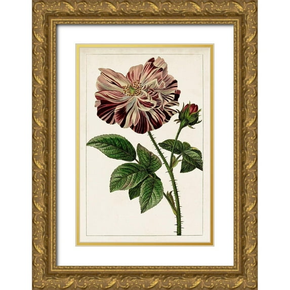 Unknown 17x24 Gold Ornate Wood Framed with Double Matting Museum Art Print Titled - Mauve Botanicals V