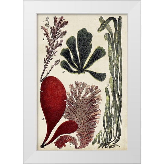 Unknown 17x24 White Modern Wood Framed Museum Art Print Titled - Coral And Seaweed Montage III
