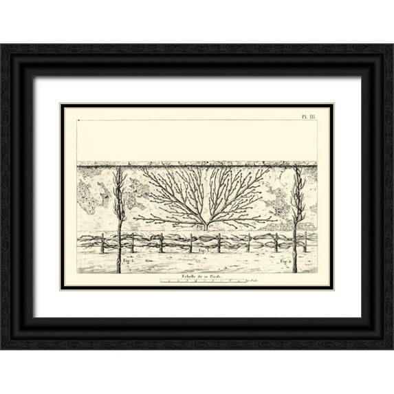 Unknown 18x13 Black Ornate Wood Framed with Double Matting Museum Art Print Titled - Antique Diagram for Espaliers I
