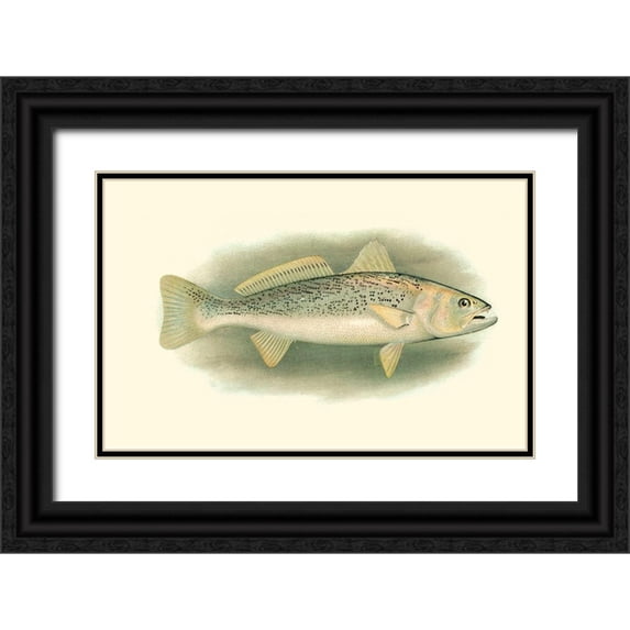 Unknown 18x13 Black Ornate Wood Framed with Double Matting Museum Art Print Titled - River Trout IV