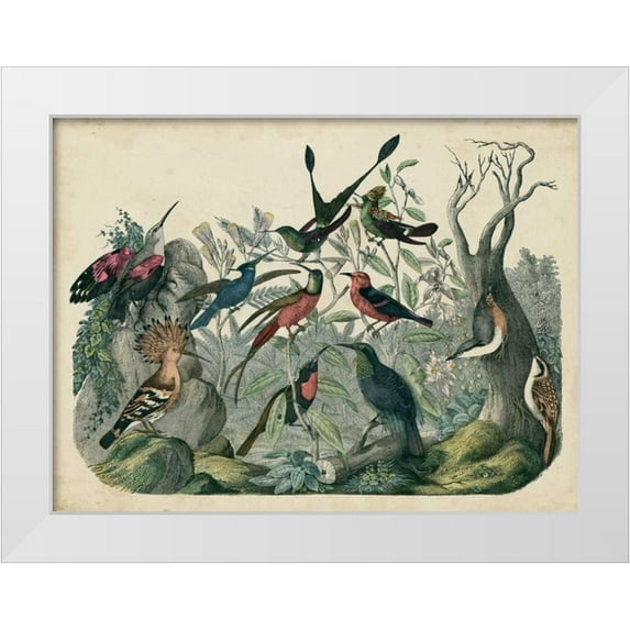 Unknown 18x15 White Modern Wood Framed Museum Art Print Titled - Habitat for Birds
