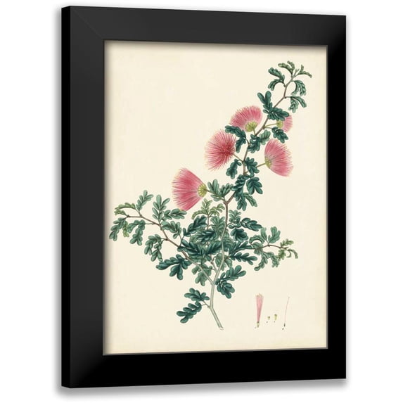Unknown 18x24 Black Modern Framed Museum Art Print Titled - Splendors of Botany X