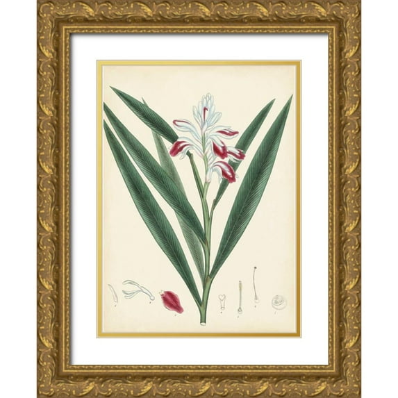 Unknown 18x24 Gold Ornate Wood Framed with Double Matting Museum Art Print Titled - Splendors of Botany XI