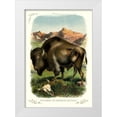 thumbnail image 1 of Unknown 18x24 White Modern Wood Framed Museum Art Print Titled - The Bison, or American Buffalo, 1900, 1 of 4