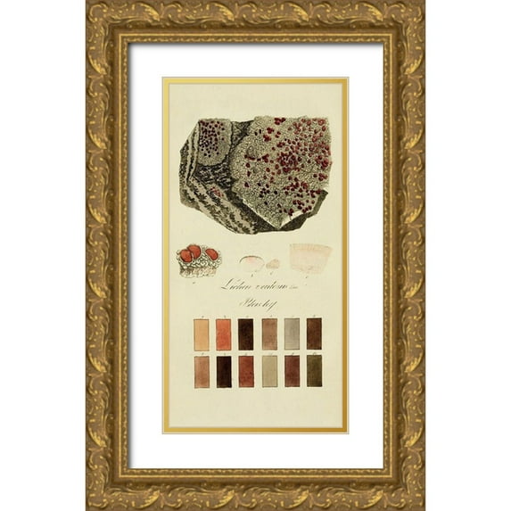 Unknown 18x32 Gold Ornate Wood Framed with Double Matting Museum Art Print Titled - Species of Lichen I