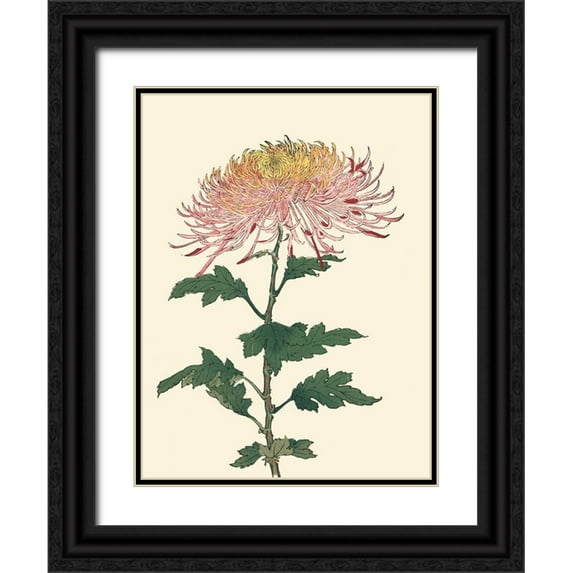 Unknown 19x24 Black Ornate Wood Framed with Double Matting Museum Art Print Titled - Chrysanthemum Woodblock II
