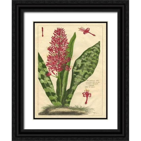 Unknown 19x24 Black Ornate Wood Framed with Double Matting Museum Art Print Titled - Fleur De Rouge I