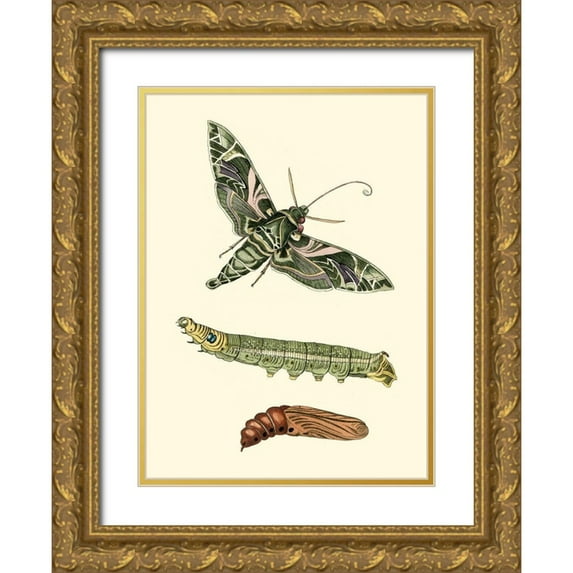 Unknown 19x24 Gold Ornate Wood Framed with Double Matting Museum Art Print Titled - Butterfly Transformation I