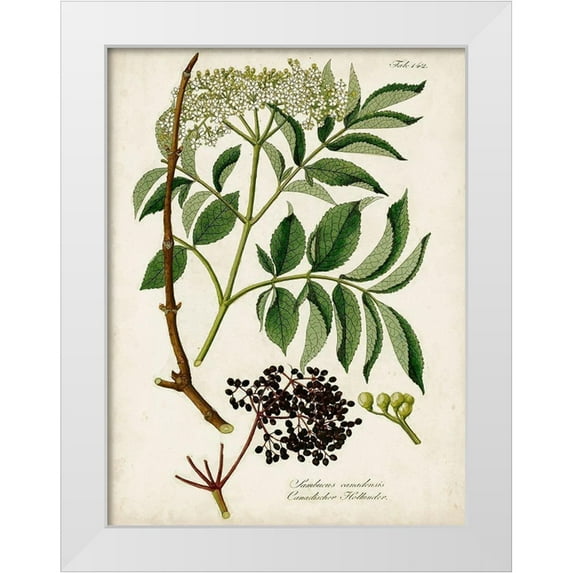 Unknown 19x24 White Modern Wood Framed Museum Art Print Titled - Antique Greenery V