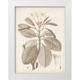 thumbnail image 1 of Unknown  19x24 White Modern Wood Framed Museum Art Print Titled - Antique Sepia Botanicals VIII, 1 of 4