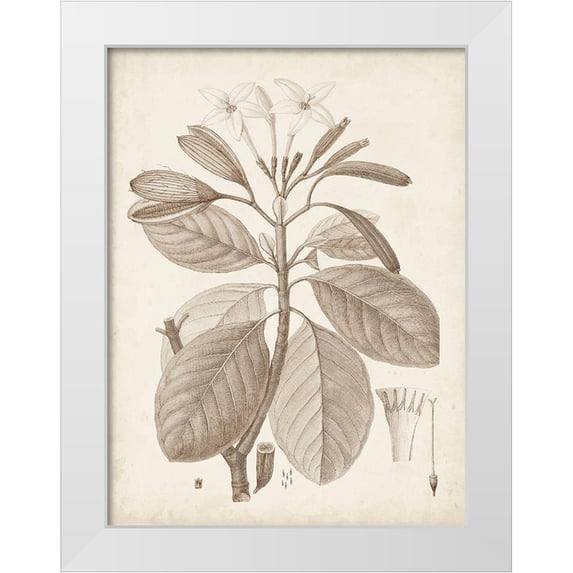 Unknown 19x24 White Modern Wood Framed Museum Art Print Titled - Antique Sepia Botanicals VIII