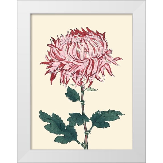 Unknown 19x24 White Modern Wood Framed Museum Art Print Titled - Chrysanthemum Woodblock IV