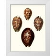 thumbnail image 1 of Unknown 19x24 White Modern Wood Framed Museum Art Print Titled - Conchologia Iconica I, 1 of 4