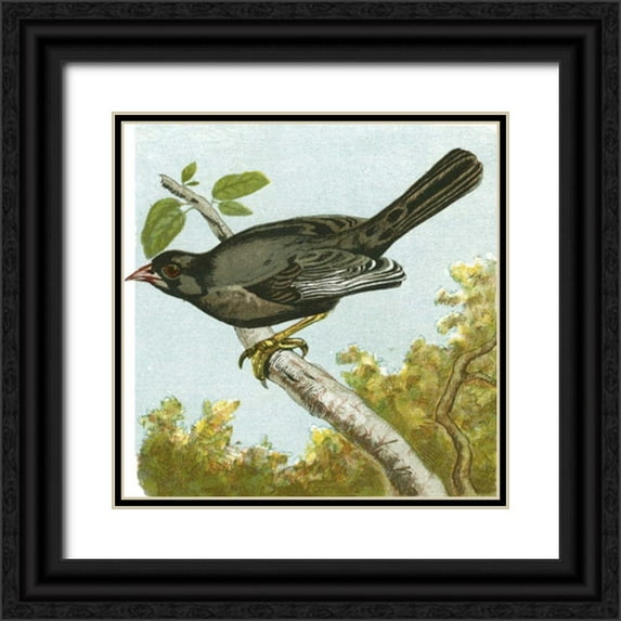 Unknown 20x20 Black Ornate Wood Framed with Double Matting Museum Art Print Titled - Mini Vintage Birds IV