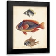 thumbnail image 1 of Unknown 20x24 Black Modern Framed Museum Art Print Titled - Antique Fish Species IV, 1 of 5