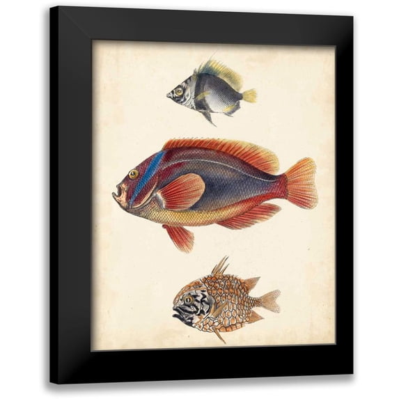 Unknown 20x24 Black Modern Framed Museum Art Print Titled - Antique Fish Species IV