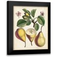 thumbnail image 1 of Unknown 20x24 Black Modern Framed Museum Art Print Titled - Antique Pear Study II, 1 of 5